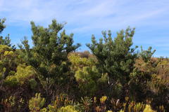 Hakea drupacea