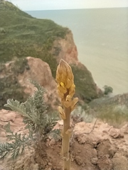 Orobanche cernua