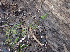 Hymenoscyphus dearnessii