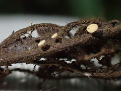 Hymenoscyphus dearnessii