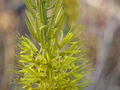 Stanleya pinnata pinnata