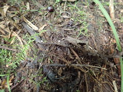 Hymenoscyphus dearnessii