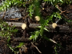 Hymenoscyphus dearnessii