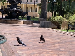 Corvus brachyrhynchos