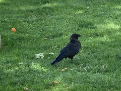 Corvus brachyrhynchos