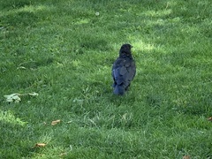 Corvus brachyrhynchos