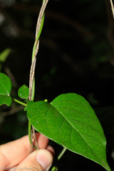 Vincetoxicum lycioides