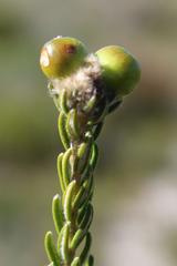 Phylica selaginoides