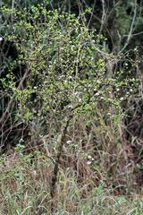 Ehretia rigida nervifolia