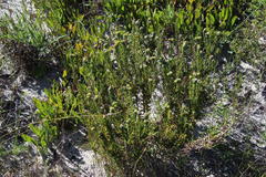 Phylica selaginoides