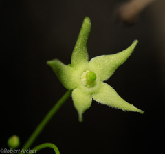 Vincetoxicum lycioides