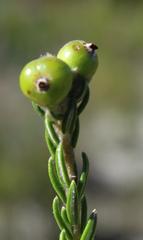 Phylica selaginoides