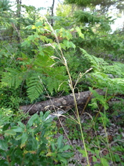 Piptatheropsis canadensis