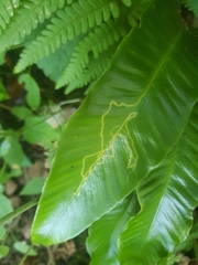 Phytomyza scolopendri