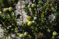 Phylica selaginoides