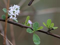 Ehretia rigida nervifolia