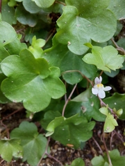Cymbalaria muralis