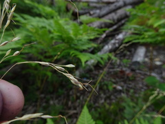 Piptatheropsis canadensis