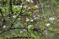 Ehretia rigida nervifolia