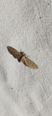 Eupithecia pusillata
