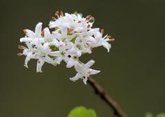 Ehretia rigida nervifolia