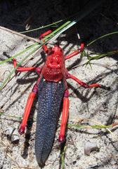 Phymateus morbillosus morbillosus