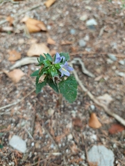 Campanula trachelium