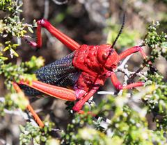 Phymateus morbillosus morbillosus