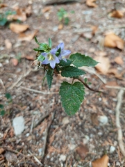 Campanula trachelium