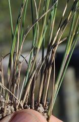 Aristida junciformis