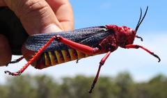 Phymateus morbillosus morbillosus