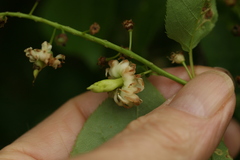 Taphrina confusa