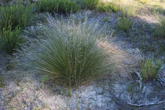 Aristida junciformis