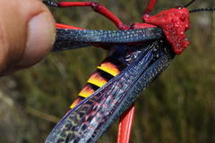 Phymateus morbillosus morbillosus