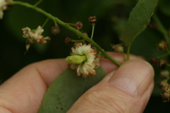 Taphrina confusa