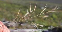 Aristida junciformis