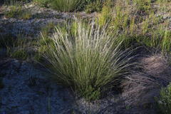 Aristida junciformis