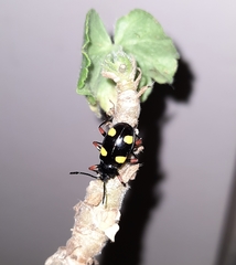 Eumorphus quadriguttatus pulchripes