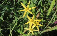 Pauridia serrata serrata