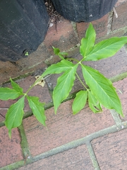 Arisaema dracontium
