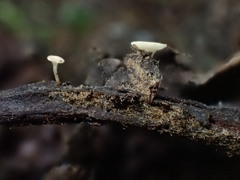 Hymenoscyphus dearnessii