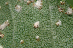 Phloeospora ulmi