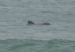 Cephalorhynchus hectori