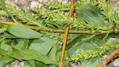 Salix babylonica babylonica