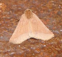 Drepanogynis cnephaeogramma