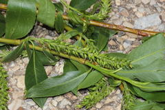 Salix babylonica babylonica