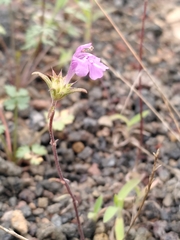 Galeopsis angustifolia