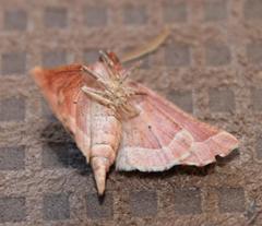 Drepanogynis cnephaeogramma