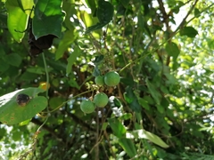 Passiflora sexocellata