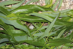 Salix babylonica babylonica
